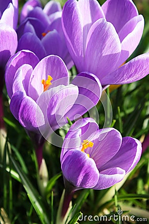 Purple crocus Stock Photo