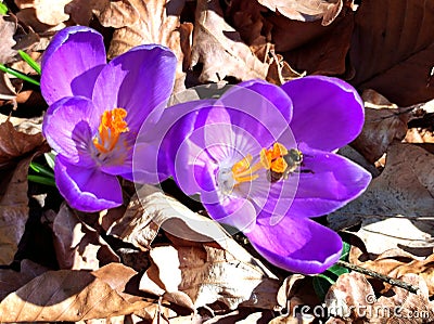 Purple crocus with first bee of the year in detailed view Stock Photo