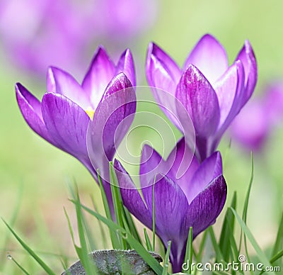 Purple Crocus flower Stock Photo