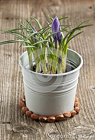 Purple crocus flower Stock Photo