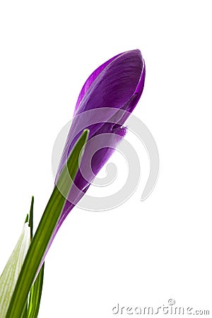 Purple Crocus flower in closeup Stock Photo