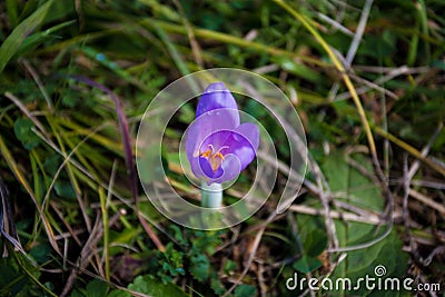 Purple crocus flower in the dew Stock Photo