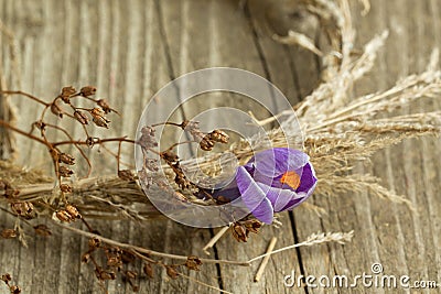 Purple crocus flower in dry wreath Stock Photo