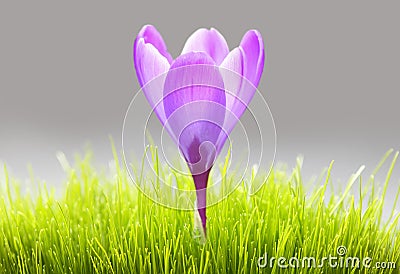 Purple crocus flower in grass Stock Photo