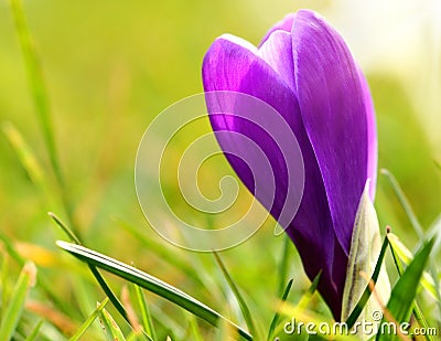 Purple crocus flower Stock Photo