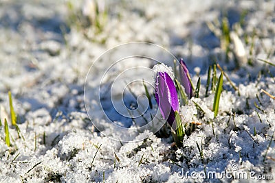 Crocus flower in snow during early spring Stock Photo