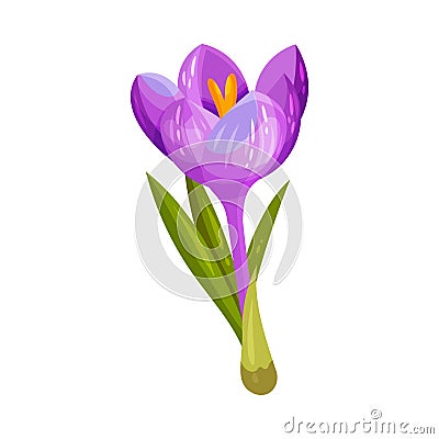 Purple Crocus Flower on Stalk Isolated on White Background Vector Illustration Vector Illustration