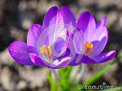 Purple crocus flowers Stock Photo