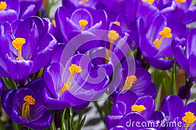 Purple Crocus Flowers Stock Photo