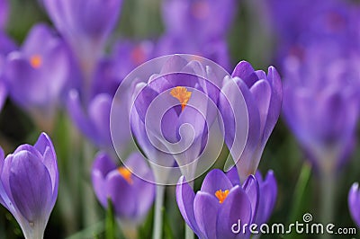 Purple crocus flowers Stock Photo