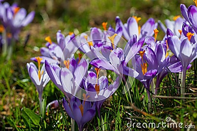 Purple crocus flowers blooming on spring meadow Stock Photo