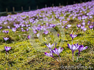 Purple crocus flowers blooming on spring meadow Stock Photo
