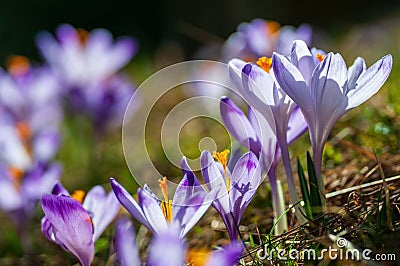 Purple crocus flowers blooming on spring meadow Stock Photo