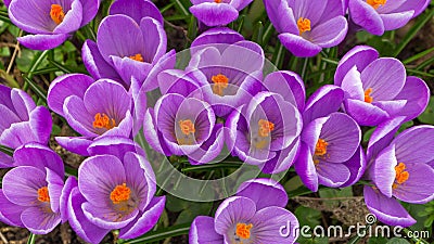 Purple crocus flowers Stock Photo