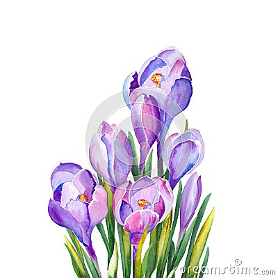 Purple crocus flowers for greeting cards. Stock Photo
