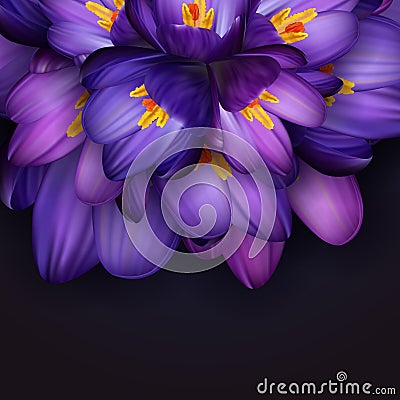 Purple crocus flowers Vector Illustration