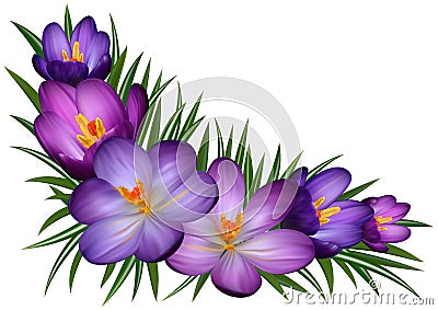 Purple crocus flowers Vector Illustration