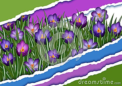 Purple crocus flowers Vector Illustration