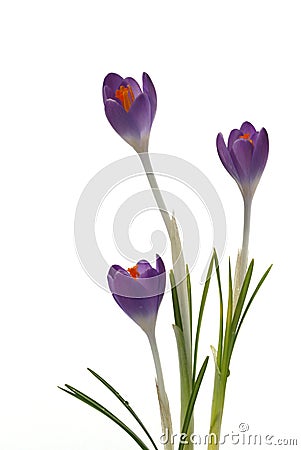Purple Crocus Flowers isolated on white Stock Photo