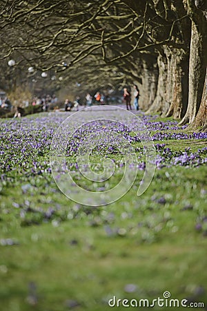Purple crocus flowers meadow scene. Crocus meadow flowers. Purple crocus flowers. Purple crocus flower meadow. Jasne Blonia Square Stock Photo