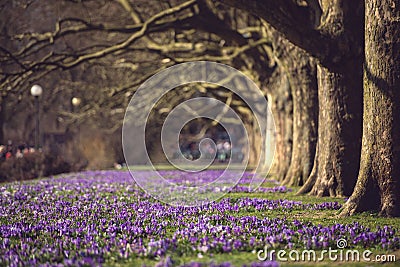 Purple crocus flowers meadow scene. Crocus meadow flowers. Purple crocus flowers. Purple crocus flower meadow. Jasne Blonia Square Stock Photo