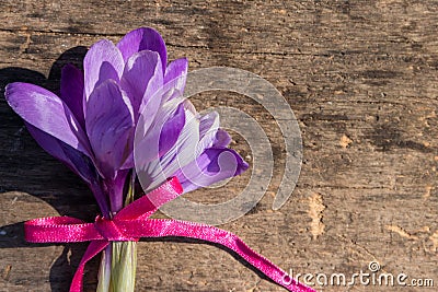 Purple crocus flowers on rustic wooden background Stock Photo