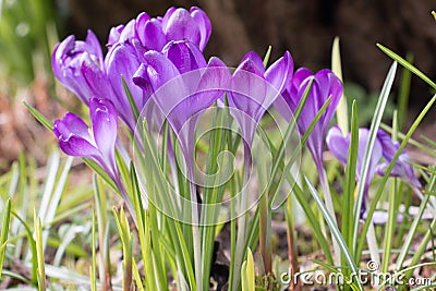 Purple crocus flowers, Crocus tommasinianus, Barr`s purple, blooming in an English garden, side view Stock Photo