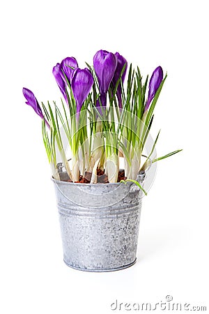 Purple Crocus flowers in zink pot Stock Photo