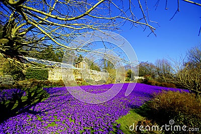 Purple Crocus Lawn Display at Wallington Hall Stock Photo