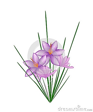 Purple Crocus Sativus Flower on White Background Vector Illustration