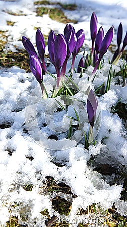 Purple crocus snow europe closeup Stock Photo