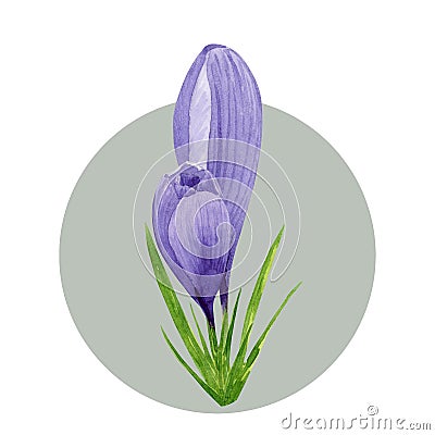 Purple crocuses composition, spring flowers. Hand painted watercolor floral illustration isolated on white background. Design Cartoon Illustration
