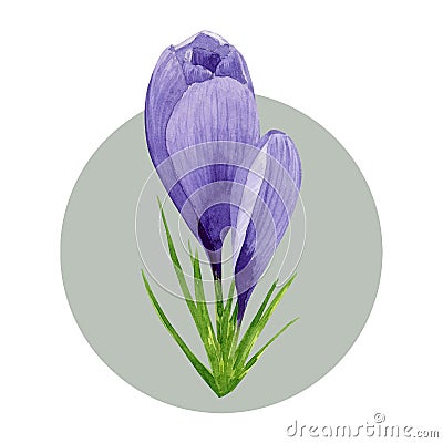 Purple crocuses composition, spring flowers. Hand painted watercolor floral illustration isolated on white background. Design Cartoon Illustration