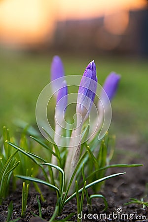 Purple crocuses flower closeup Stock Photo