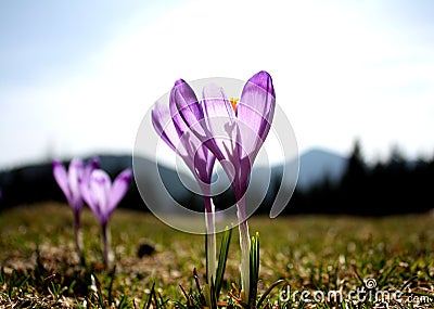 Purple crocuses - flowers Stock Photo
