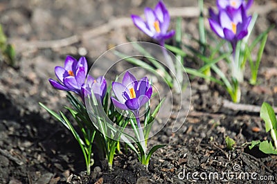 Purple crocuses on soi background. Spring primroses bloom in sun Stock Photo
