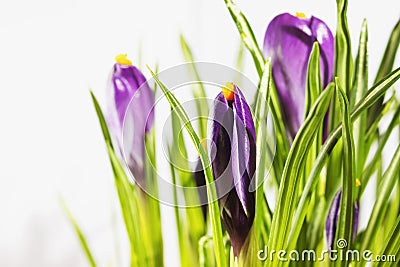 Purple crocuses on white background Stock Photo