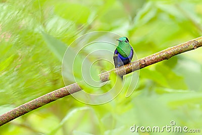 Purple-crowned woodnymph, Thalurania colombica fannyi, hummingbird in the Colombian tropical forest, blue an green glossy bird in Stock Photo