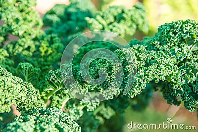 Purple Curly Kale garden in Thai Stock Photo