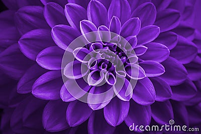 Purple dahlia petals macro, floral abstract background. Close up of flower dahlia for background, Soft focus Stock Photo