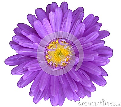 Purple daisy Stock Photo