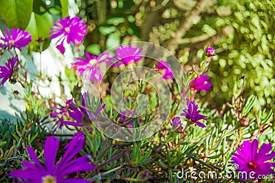 Purple daisy garden Stock Photo