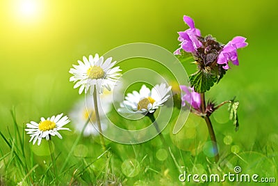 Purple deadnettle with daisies on meadow. Stock Photo