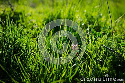 Purple deadnettle in the grass Stock Photo