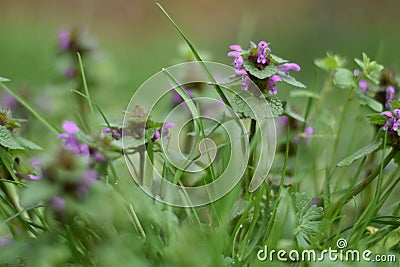 Purple deadnettle (Lamium purpureum) Stock Photo