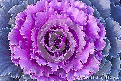 Purple decorative cabbage. Stock Photo