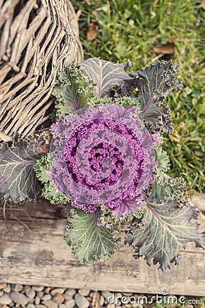 Purple decorative cabbage Stock Photo