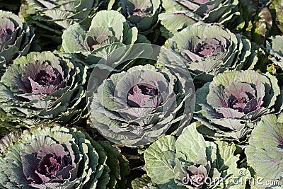 Purple decorative ornamental cabbage roses. Stock Photo