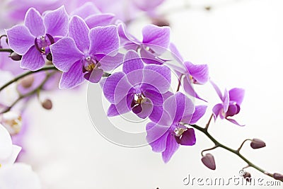 Purple Dendrobium orchid with soft light Stock Photo