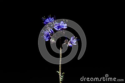 Purple desert flower Stock Photo